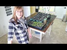 HOW TO: SEPARATE AND TRANSPLANT CELERY seedlings. TRANSPLANTING PEPPERS.  UPDATE ON NUTRITOWER