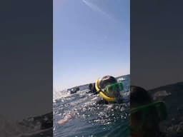 Swimmer Hit by Humpback Whale Tail!