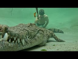 Swimming with our Nile Crocodile!