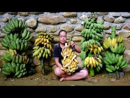 Living Off-Grid - till the soil. Grow vegetables and Harvesting A Lot Of Banana Goes To Market Sell