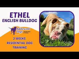 Ethel the English Bulldog | 3 Weeks Residential Dog Training