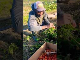 🥶the FROST IS COMING🍅🌱 #gardening #countryliving #familyvlog #growyourownfood