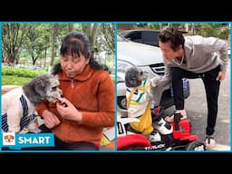 Smart dog saves people's lives V16 - The bravest dog showbiz ever! - Amazing pets