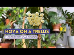 How to Make Hoya GROW FAST | Hoya on Trellis