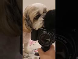 chota sa chor😍#shihtzu #shorts #shortvideo #ytshort #ytshorts #funny #cute #mood #mommynflurry_tale