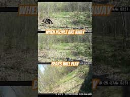 Bears love trail cameras.