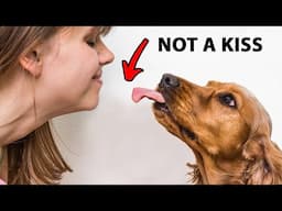 The Real Reason Dogs Lick You Is Disgusting