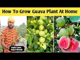 How to Grow Guava Plant At Home || अमरूद की सबसे अच्छी किस्म कैसे लगाएं | Home Garden