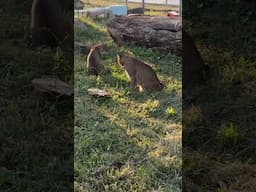 Playful Bobcats, Prince and Tony #Bobcat #cat #catvideo #Cats #Catvideos #shortsvideo #shortsfeed