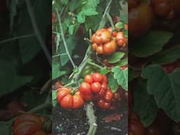 ❌Do NOT put tomato plants into compost!❌     #gardening #tomato #gardeningtips #homestead #tips