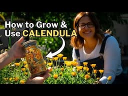 CALENDULA: How to Grow & Use This Beneficial Companion Plant