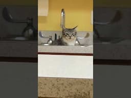 My cat decided to pee in the sink at his first vet visit #shorts #cats #cat