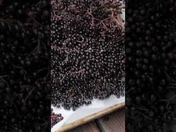 Wild elderberry from start to finish #asmr