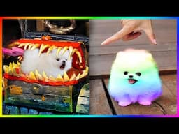 Funny and Cute Dog Pomeranian 2023 😍🐶| Funniest Puppy Videos 🐕 # 385