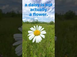 Why a daisy is not a flower