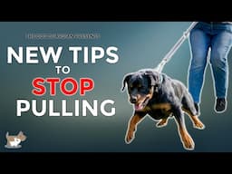 STOP your dog pulling on the lead - 7 tips for loose leash walking