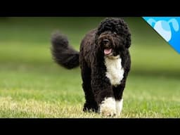 Portuguese Water Dogs Facts