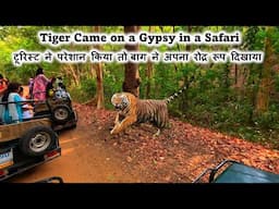 Tourist ने परेशान किया तो Tiger ने अपना रोद्र रूप दिखाया | Tiger Came on a Gypsy in a Safari