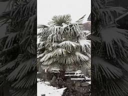 Heavy snowfall in Switzerland #youtubeshorts #travel #nature #snow #switzerland #music