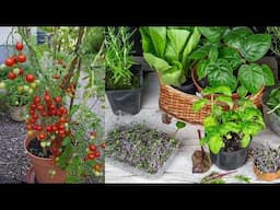 Học cách làm vườn của người Pháp dành cho người ở phố thị | French Gardening for City People