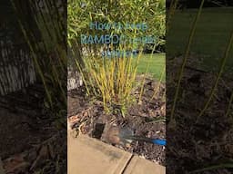 Keep Bamboo Under Control! #gardening