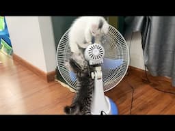 Bear and Bong kittens love to play with the electric fan - Milo Kitten