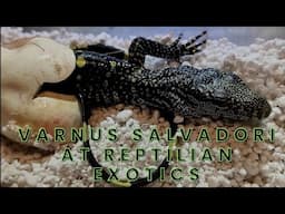 "Hatching and socializing Croc Monitors- Varanus Salvadori at Reptilian Exotics"