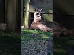 Life’s hard for our Raccoons. Miche enjoying a break from mischief. #raccoon #fyp #cute #foryou