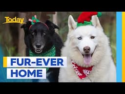 Queensland's unluckiest dog needs a home for Christmas | Today Show Australia