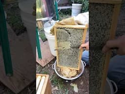 My First Honey Harvest from a Wild Hive