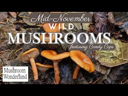 Wild Mushrooms Mid November- Featuring Candy Caps!