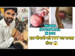 Vaginal Hyperplacia in Female dog | Vaginal hyperplacia and TVT in dog