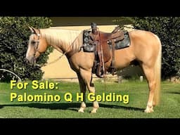 FOR SALE: Good Looking Palomino Gelding - Trail Ride, Rope or Rein.