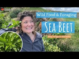 Sea Beet (Wild Food & Foraging)