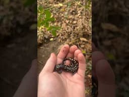 Found this big spotted salamander under some tin #shortsviral #nature #herping #viral #shorts