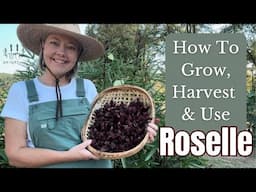 How To Grow, Harvest & Use Roselle Hibiscus