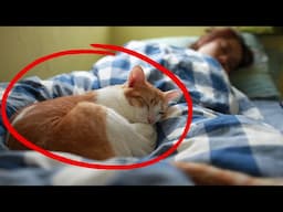 Why Does Your Cat Sleep With You? - What Your Cat's Sleep Spot Reveals About Your Connection