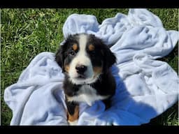 Meet Tommy, a Bernese Mountain Dog Puppy!