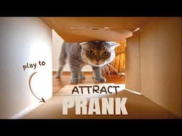 Sound to Attract a Cat (Prank to make cats come to you)