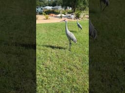 Mowing the right way? #shorts #florida #mowing #sandcranes #giant #birds