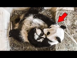 Panda Gives Birth For The First Time,And The Keepers Screamed When They Saw What Comes Out!