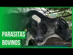 Parasitas que afetam os bovinos