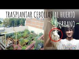 Cómo Trasplantar cebollas || al huerto urbano 😉 FÁCIL + dato curioso que no sabias❗