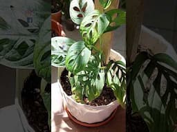 Set A Monstera Acuminata in A Wooden Plank - Monstera Plant Care