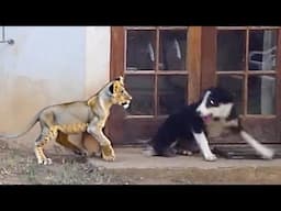 You Must See To Believe! Rare Animal Moments Caught on Camera