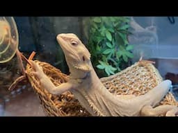 Bearded dragon gets an upgrade!