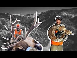 BULLS & BIGHORNS | COLORADO ELK HUNT | S8E8 | Limitless Outdoors