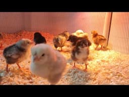 Bielefelder, Columbian Wyandotte, and Black Australorp Chicks (Chicken Landrace Breeding)