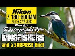 Nikon Z 180-600mm Photographing Kingfishers & A SURPRISE Bird!