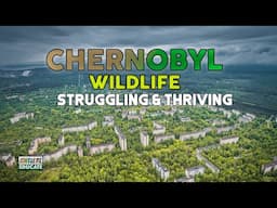 Chernobyl Wildlife - Struggling and Thriving - REWILDING